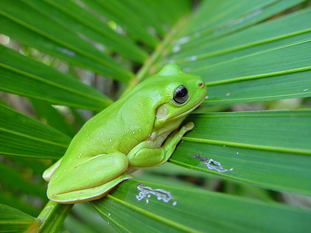 Frog on palm frond311x233